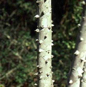 Prickly Ash can stop Tooth Abscess Pain