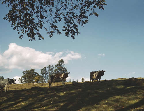 Cows on Green Pasture