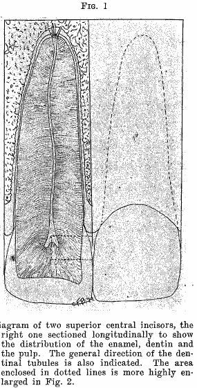 tooth dissection