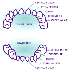 Baby Teeth